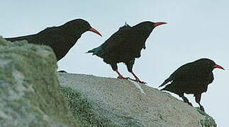 Red-billed Chough