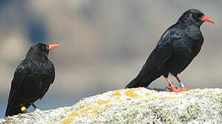 Red-billed Chough