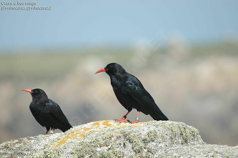 Red-billed Chough