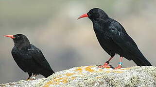 Red-billed Chough