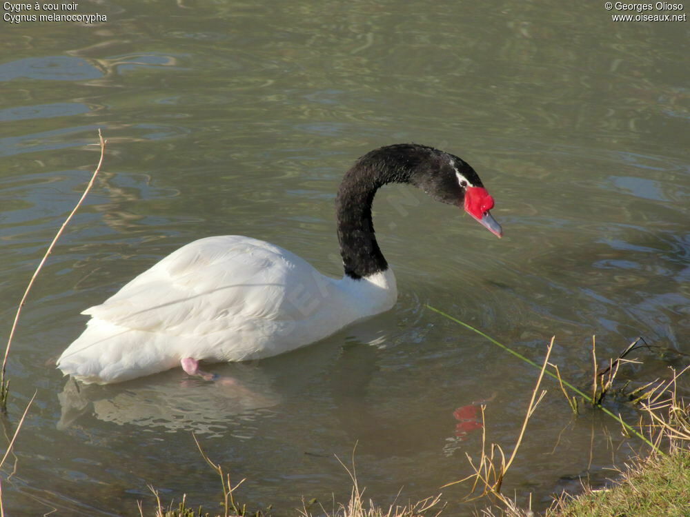 Black-necked Swan male adult breeding