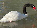 Cygne à cou noir