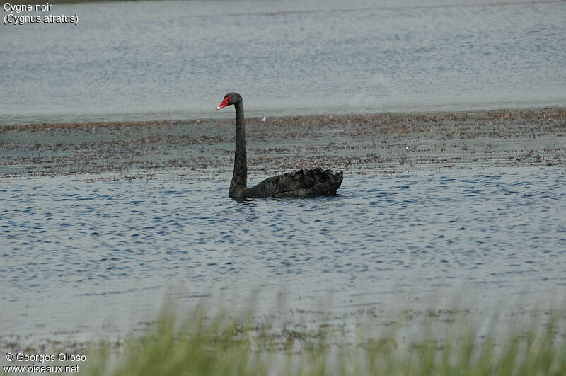 Cygne noir