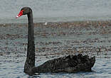 Cygne noir