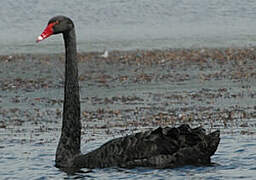 Cygne noir