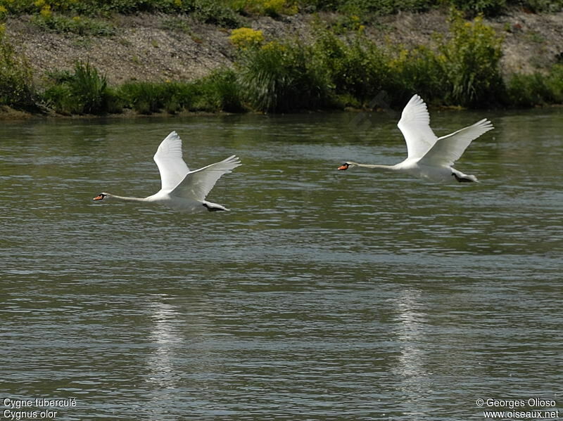 Cygne tuberculé adulte nuptial