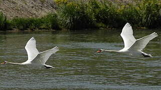 Cygne tuberculé