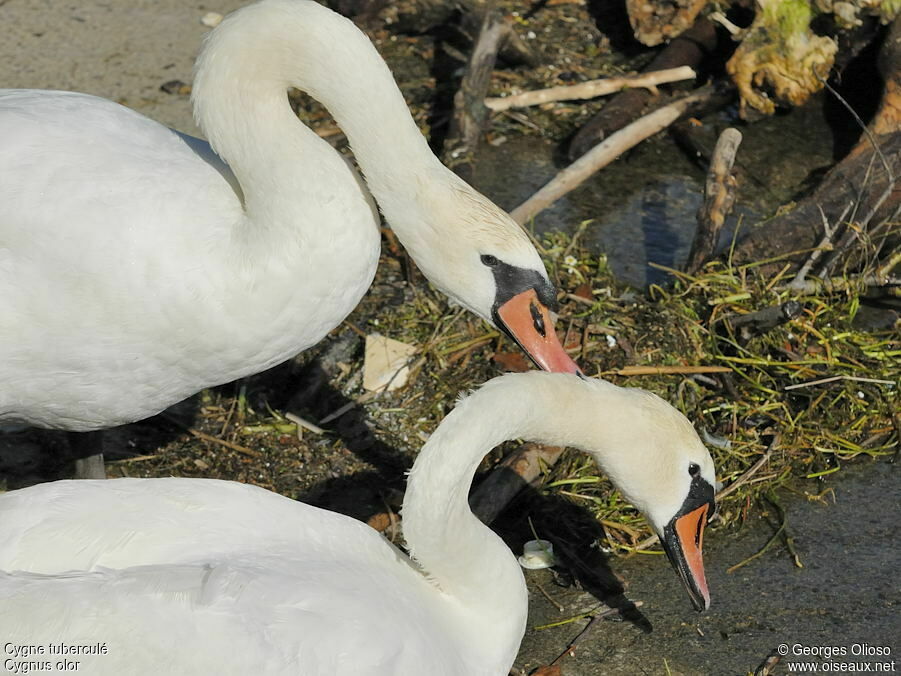 Cygne tuberculéadulte nuptial, identification, Comportement