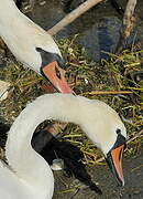 Mute Swan