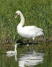 Cygne tuberculé