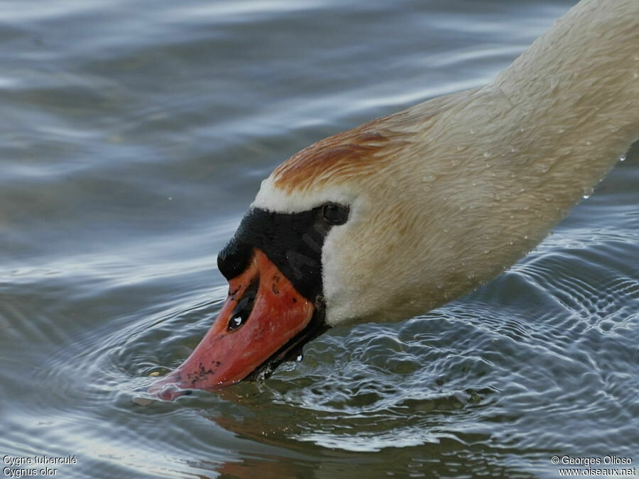 Mute SwanThird  year, identification, feeding habits