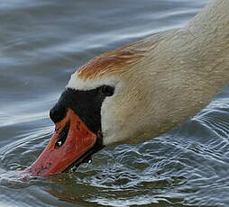 Cygne tuberculé