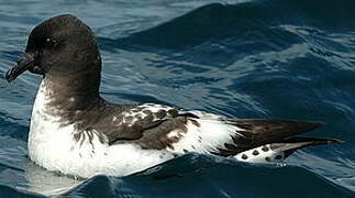 Cape Petrel