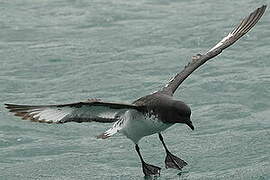 Cape Petrel