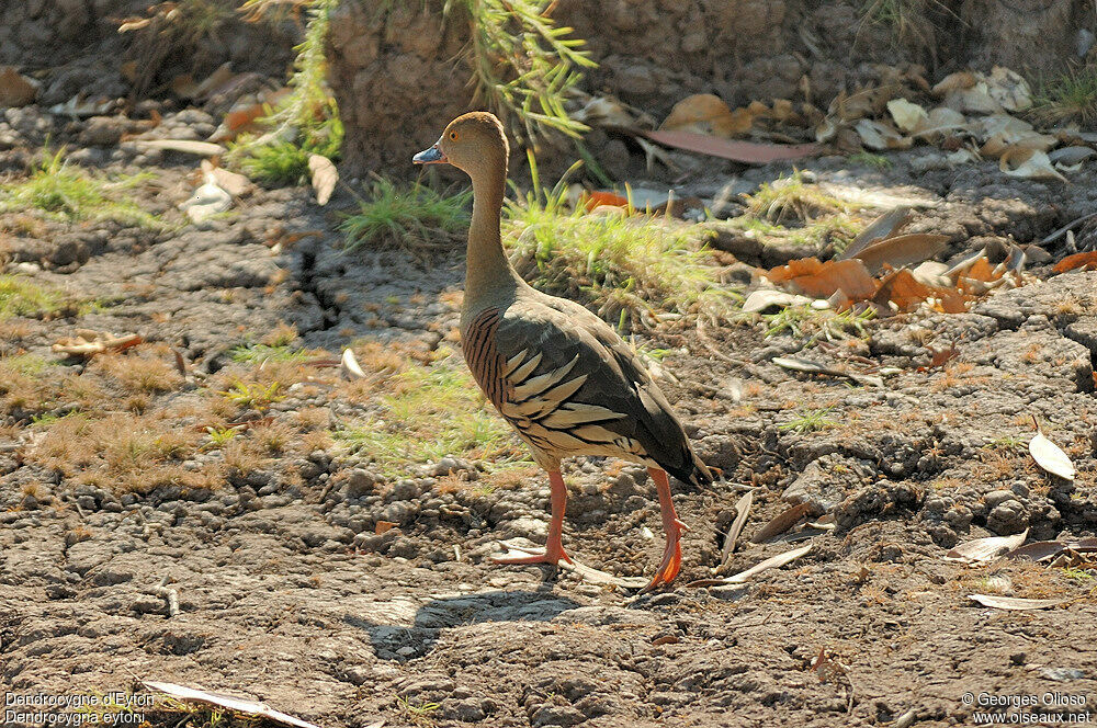 Dendrocygne d'Eytonadulte nuptial