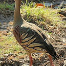 Dendrocygne d'Eyton