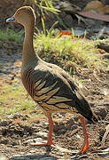 Plumed Whistling Duck