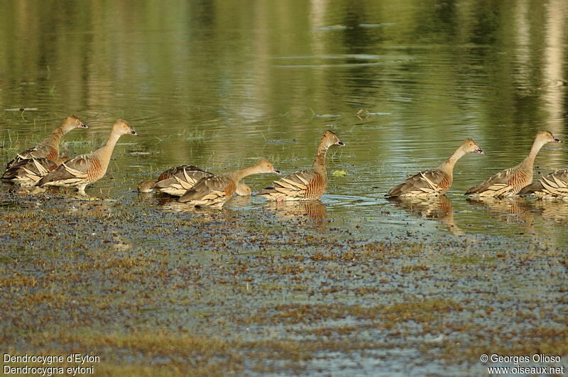 Plumed Whistling Duck