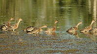 Dendrocygne d'Eyton