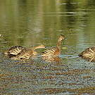 Dendrocygne d'Eyton