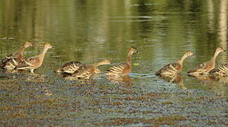 Plumed Whistling Duck