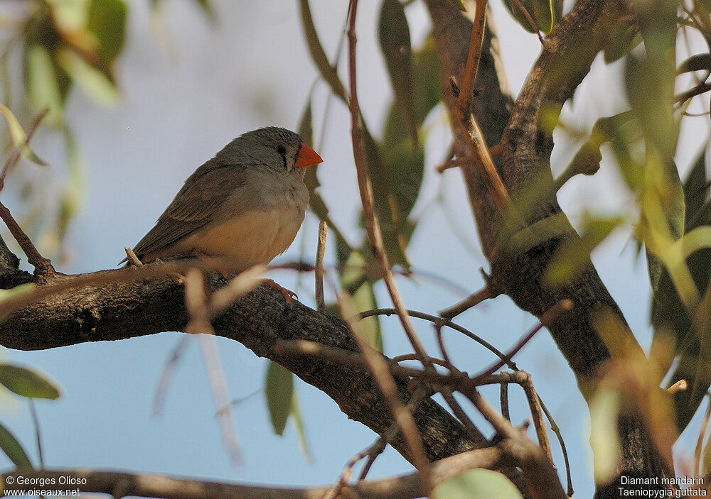 Zebra Finch female adult breeding