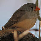 Diamant mandarin