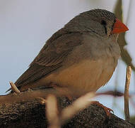 Zebra Finch