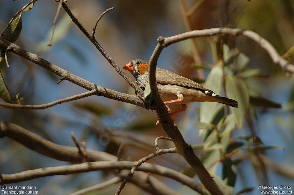 Diamant mandarin mâle adulte nuptial