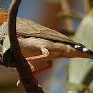Diamant mandarin