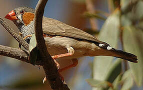 Sunda Zebra Finch