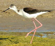 Black-winged Stilt