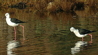 Black-winged Stilt