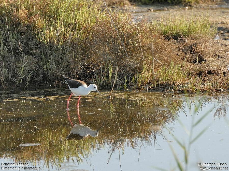 Échasse blancheimmature