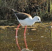 Black-winged Stilt