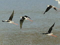 Black-winged Stilt