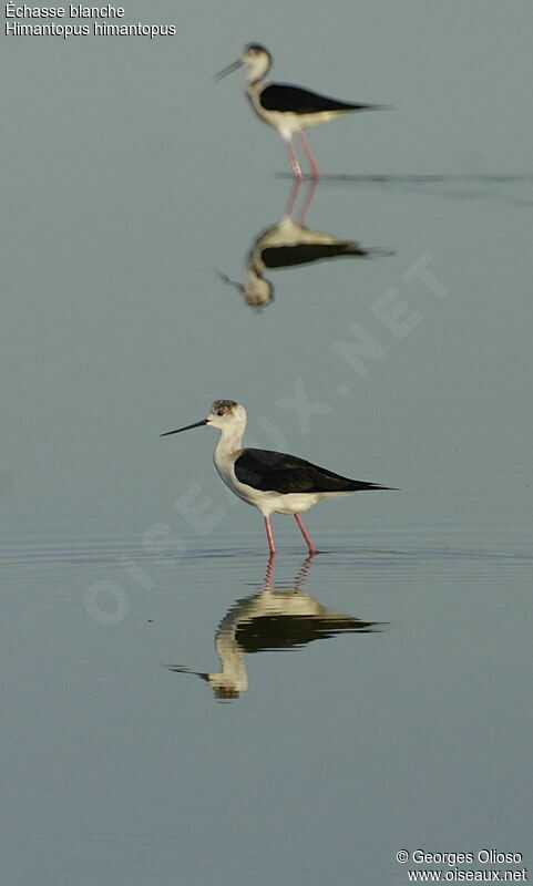 Black-winged Stiltadult breeding, identification