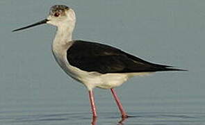 Black-winged Stilt