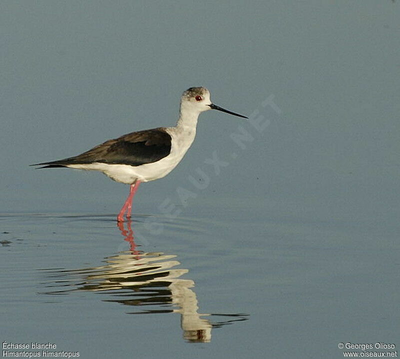 Black-winged Stiltadult breeding, identification