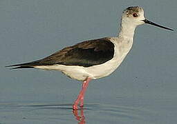 Black-winged Stilt