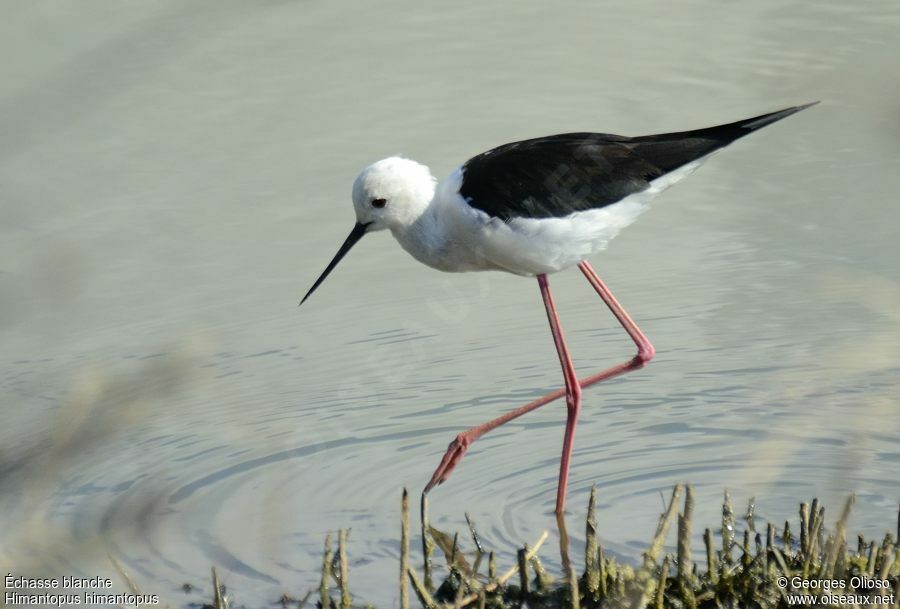 Black-winged Stilt female adult breeding, identification