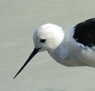 Black-winged Stilt