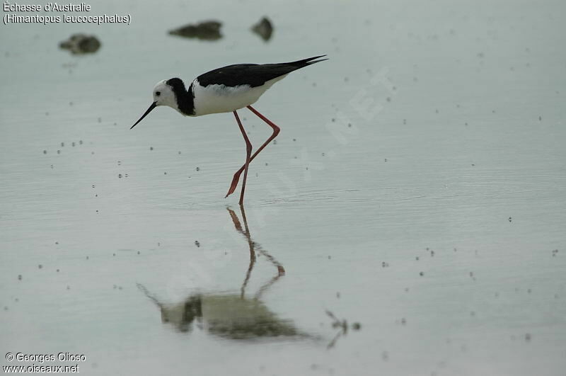 Pied Stilt