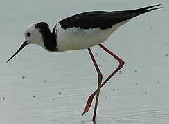 Pied Stilt