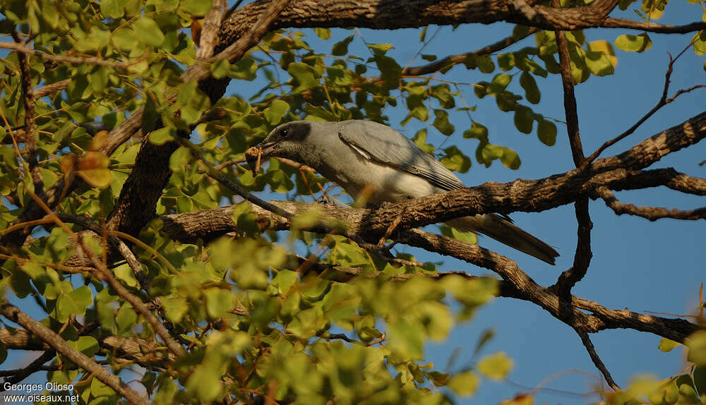 Échenilleur à masque noiradulte, habitat