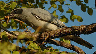 Black-faced Cuckooshrike