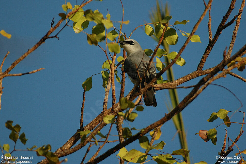 White-bellied Cuckooshrike