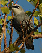 White-bellied Cuckooshrike