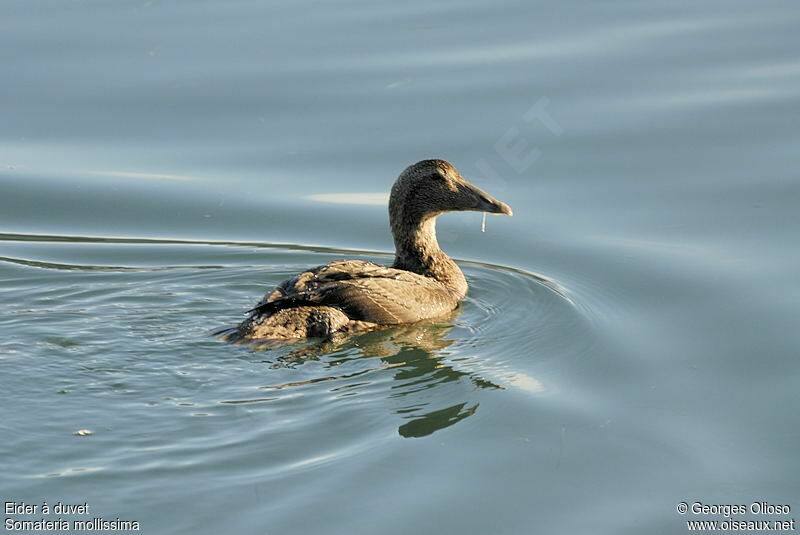 Common EiderFirst year