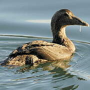 Common Eider